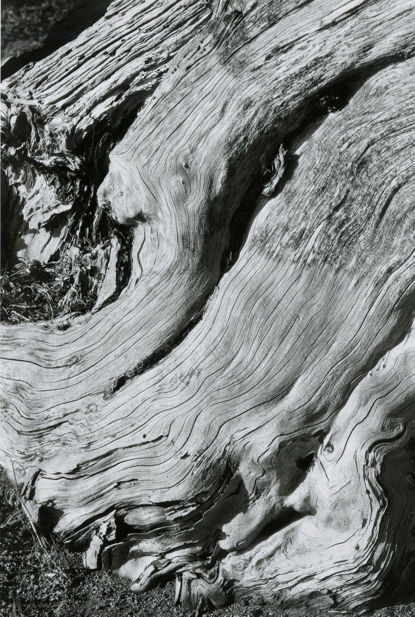 Cypress, Point Lobos - Abstract Photograph by Edward Weston