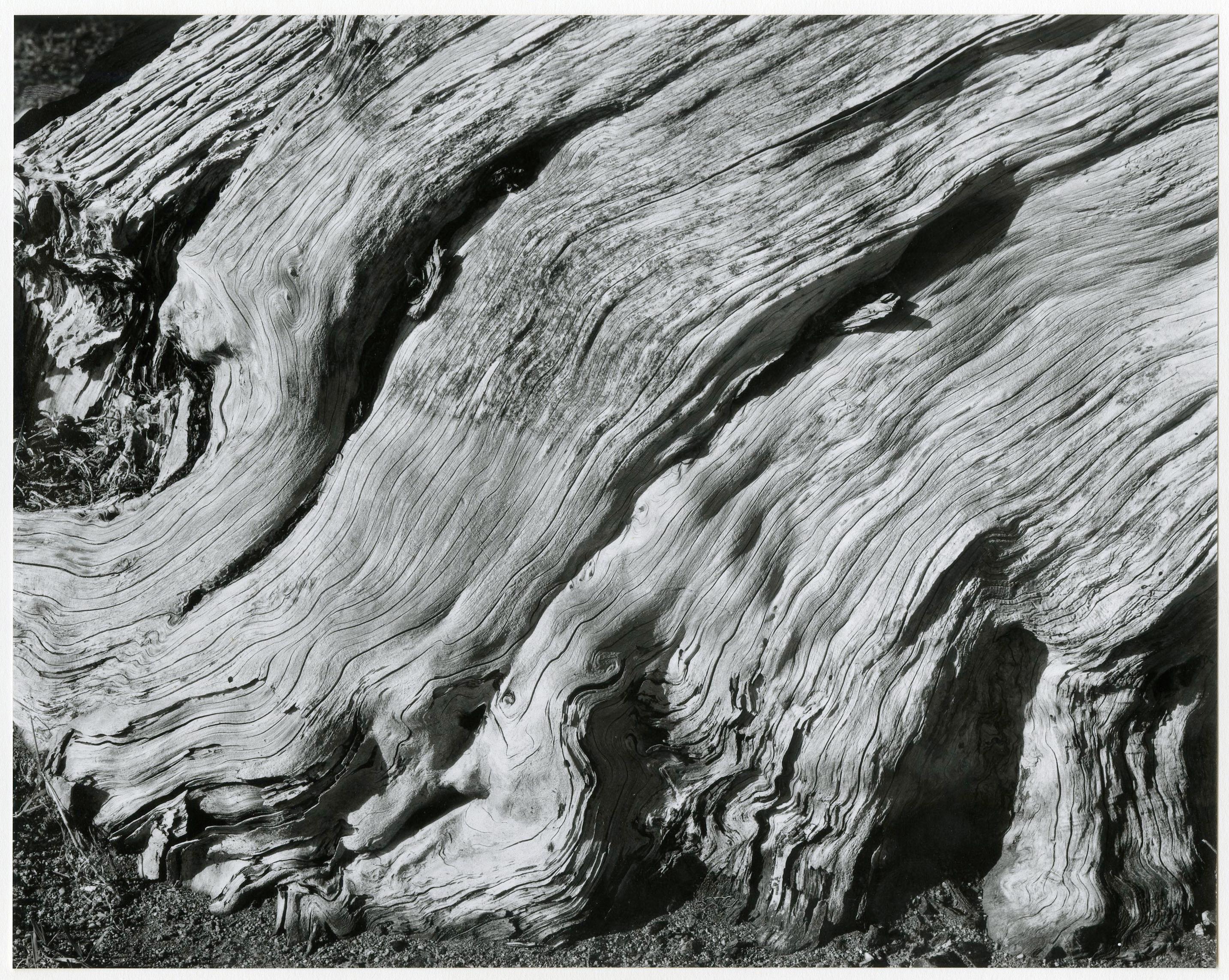 Edward Weston Abstract Photograph - Cypress, Point Lobos