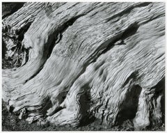 Cypress, Point Lobos