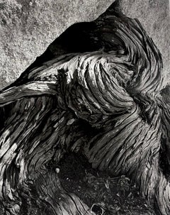 Cypress Root, Pebble Beach - 23T