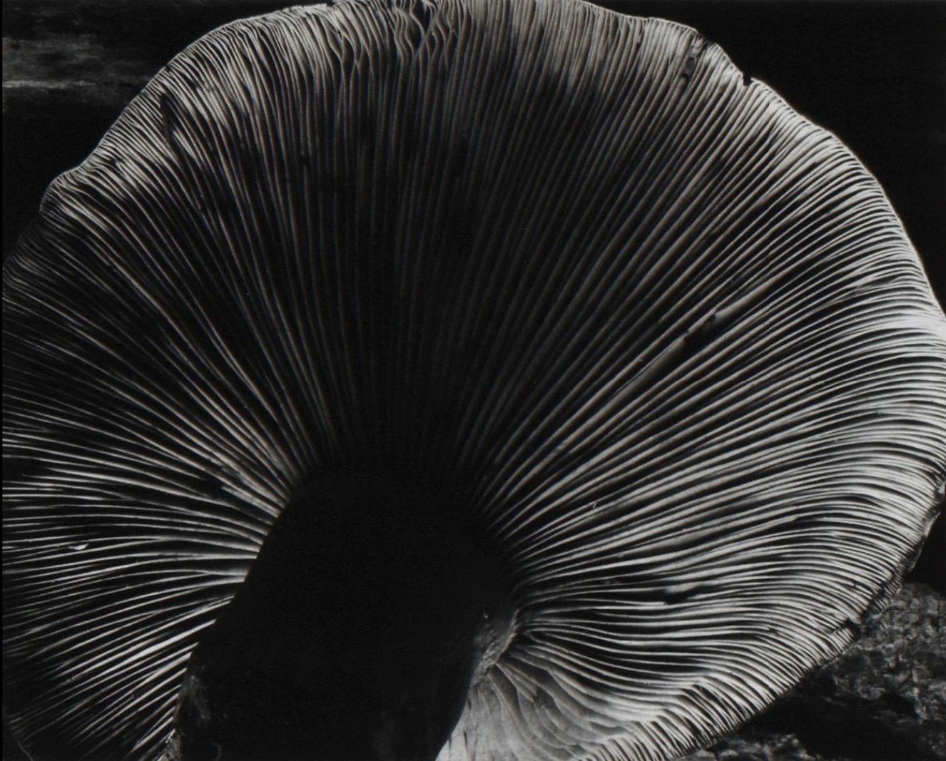Edward Weston, Mushroom, 4FU 1931