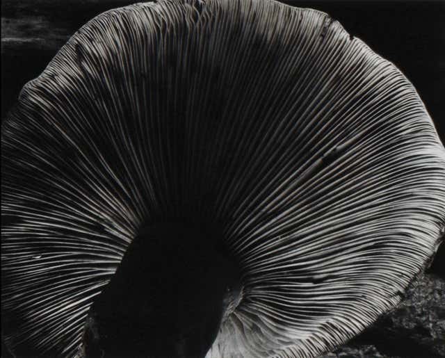 Edward Weston Landscape Photography 35 For Sale At 1stDibs Edward edward-weston-landscape-photography-35-for-sale-at-1stdibs-edward