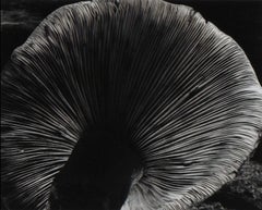 Edward Weston, Mushroom, 4FU 1931