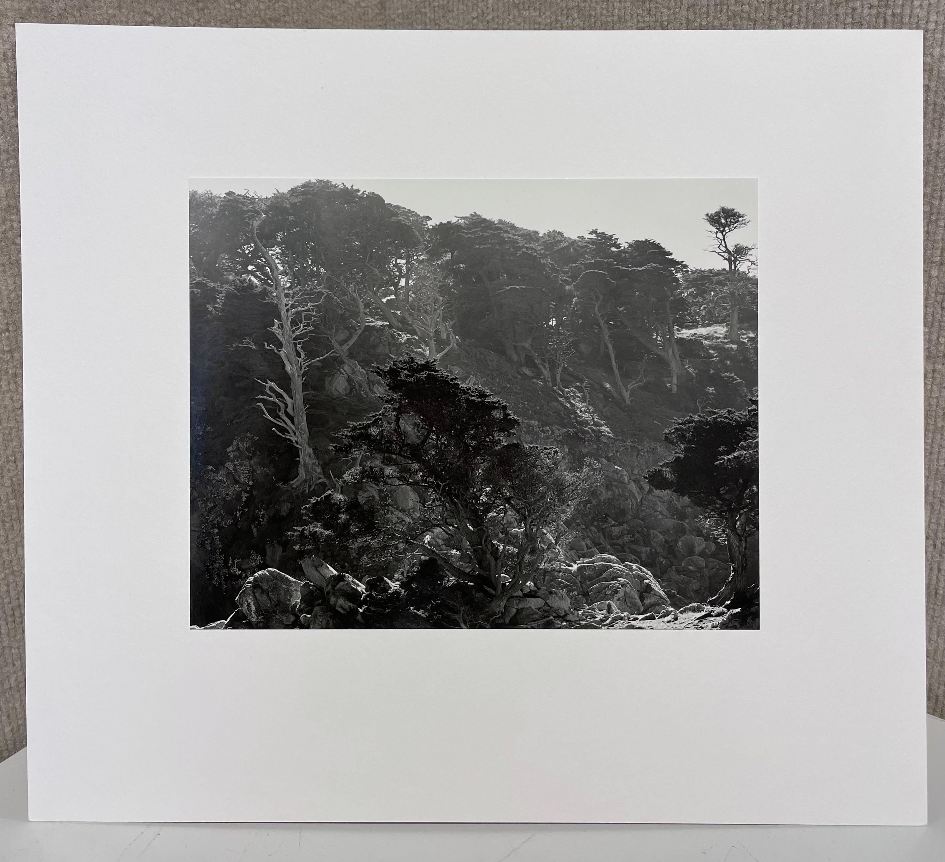 Fog und Zypresse – Photograph von Edward Weston