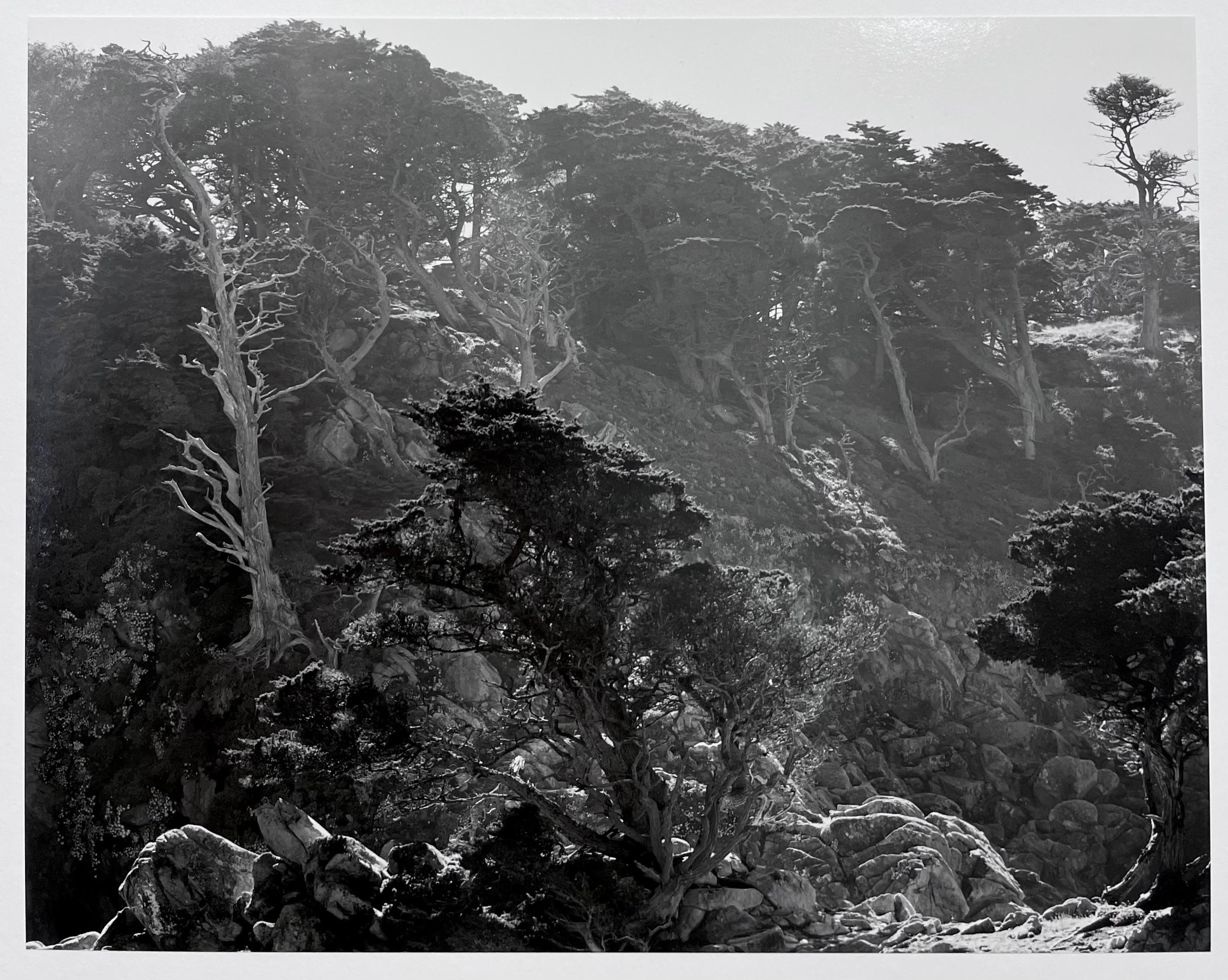 Edward Weston Landscape Photography - 34 For Sale at 1stDibs Edward Weston Landscape Photography - 34 For Sale at 1stDibs