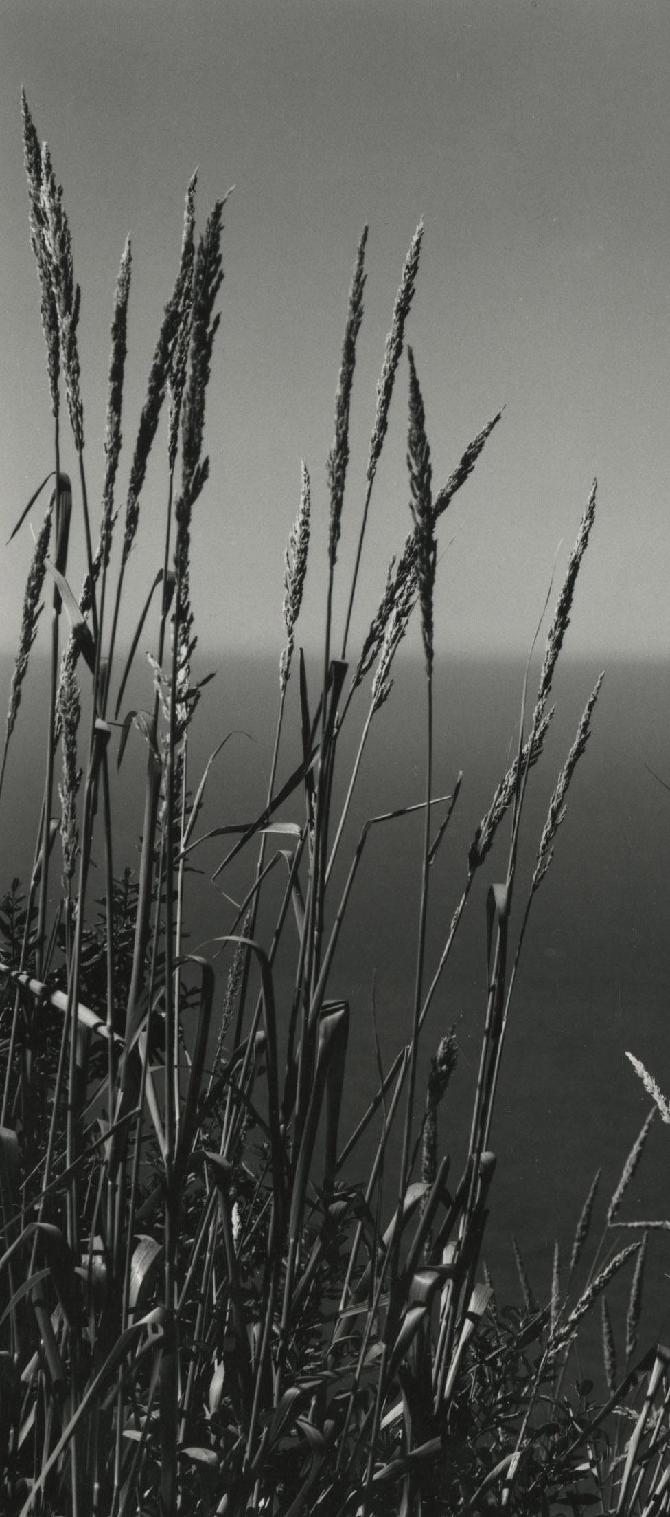 Hierba contra el Mar, Big Sur - Photograph de Edward Weston