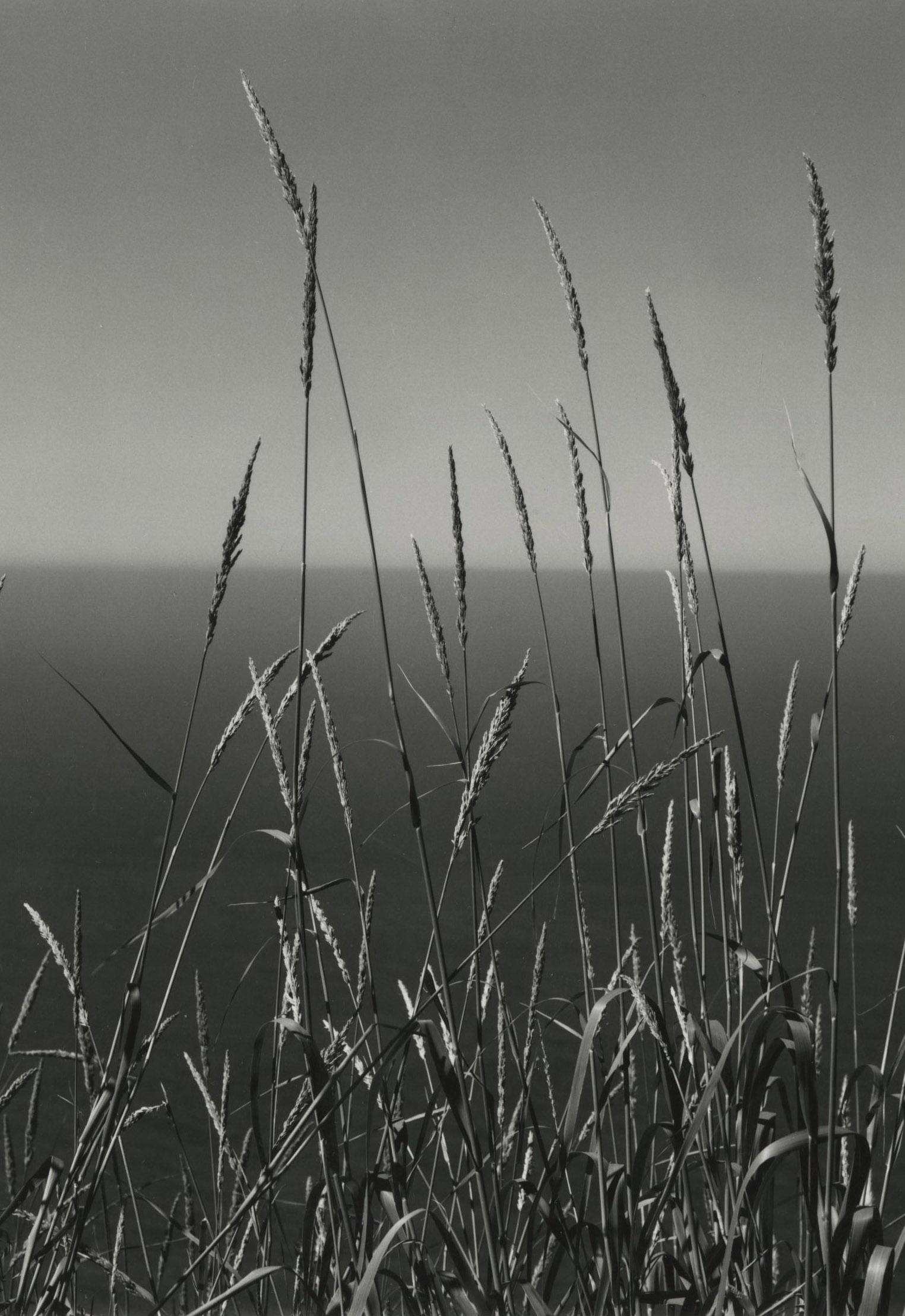 Hierba contra el Mar, Big Sur - Photograph moderno estadounidense de Edward Weston