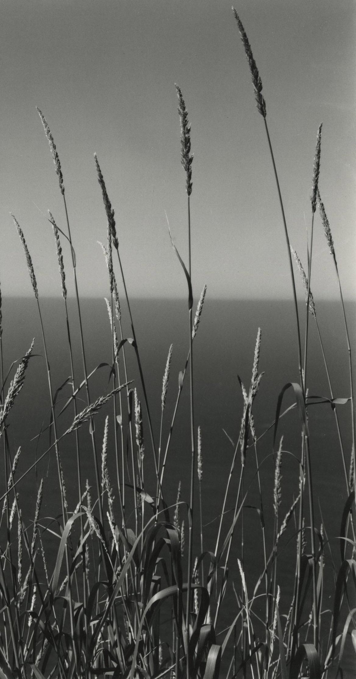 Hierba contra el Mar, Big Sur - Landscape Photograph Gris de Edward Weston