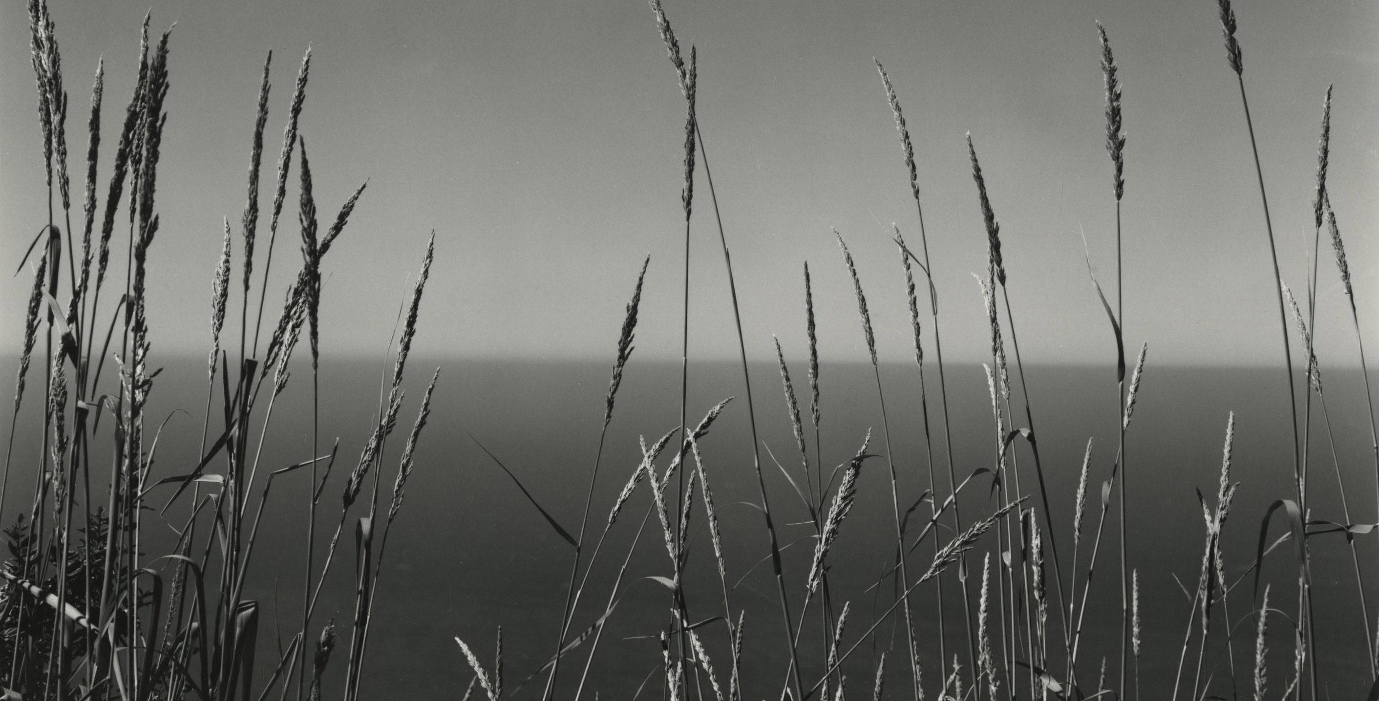 Hierba contra el Mar, Big Sur
Impresión en gelatina de plata, 1937, impresa por Cole Weston en los años 9170
Firmado con el sello de la finca y firmado a lápiz por Cole Weston en el reverso. (ver foto)
Una impresión póstuma del hijo del artista,