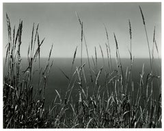 Vintage Grass Against Sea, Big Sur