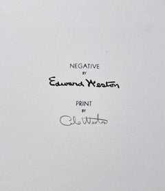 Hill and Telephone Pole, Sonoma County