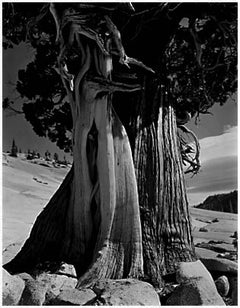 Juniper au lac de Tenaya, 1937