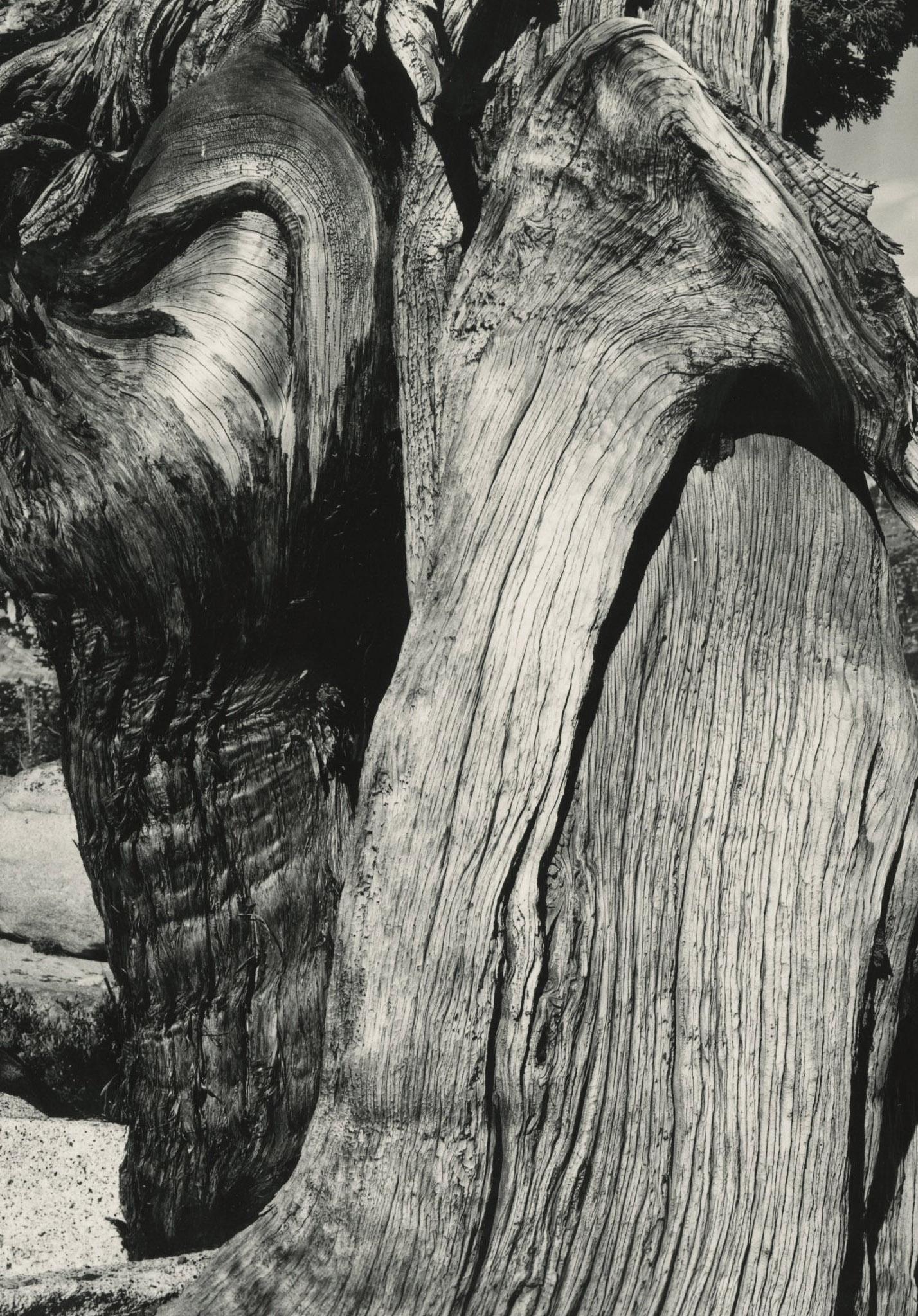 Juniper, See Tenaya – Photograph von Edward Weston