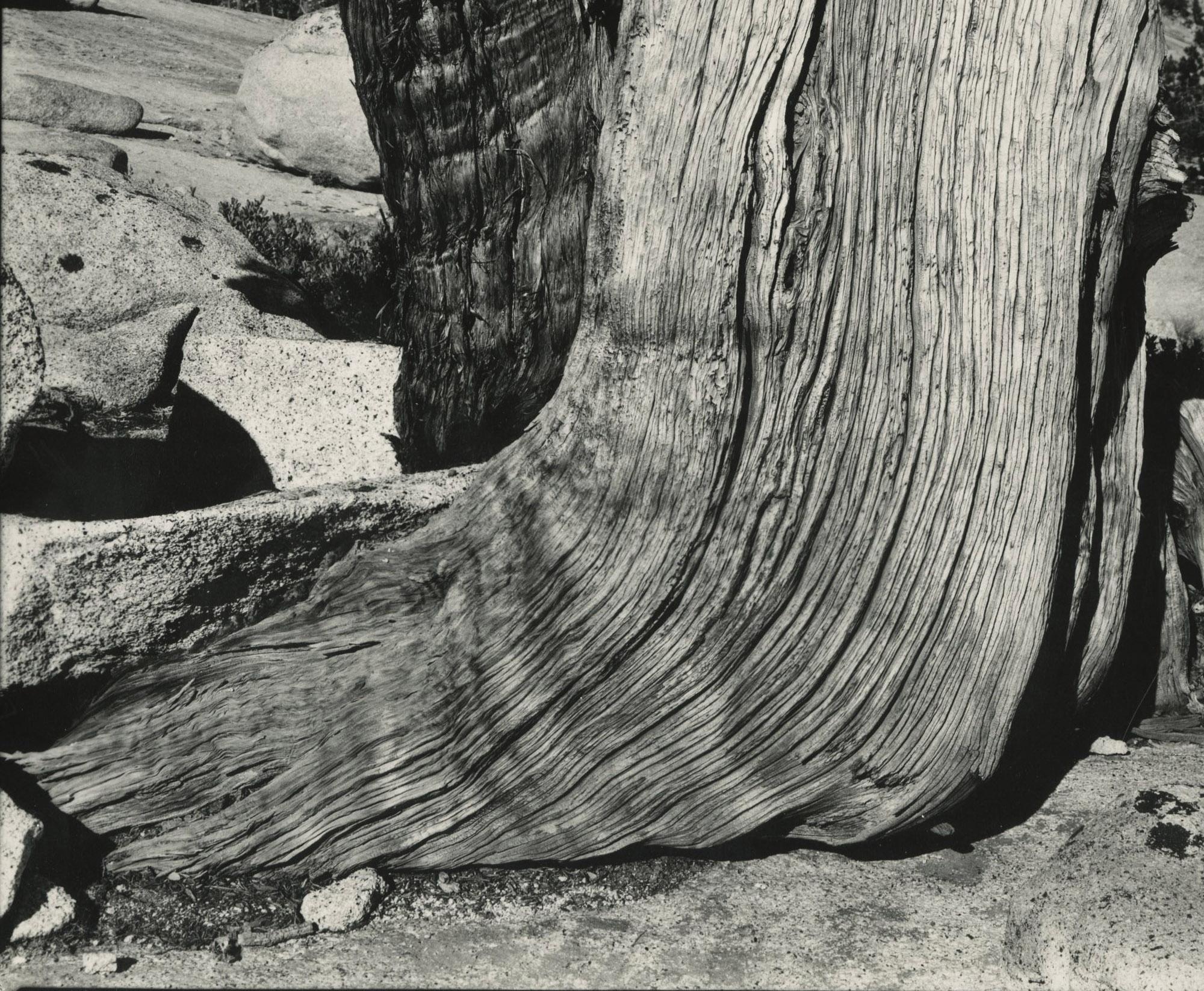 Juniper, See Tenaya (Amerikanische Moderne), Photograph, von Edward Weston