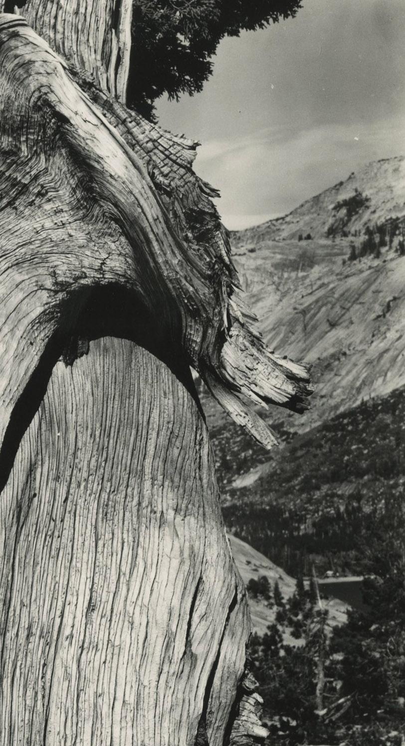 Juniper, Lake Tenaya
Gelatin silver print, 1937
Unsigned
Edward Weston Estate stamp verso (see photo)
A lifetime printing by Brett Weston, supervised by his father Edward, printed in 1953
Edition of 5 or 6 examples
Weston negative Numbered in pencil