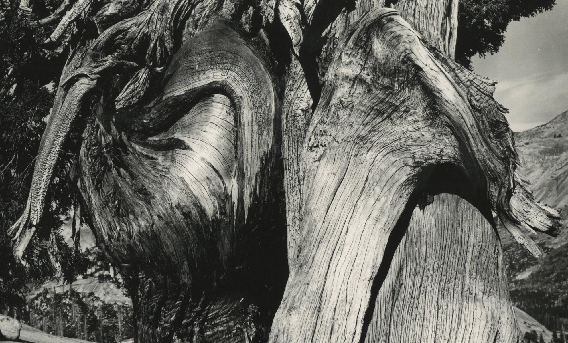 Juniper, See Tenaya
Gelatinesilberdruck, 1937
Vorzeichenlos
Edward Weston Estate Stempel verso (siehe Foto)
Ein lebenslanger Druck von Brett Weston, überwacht von seinem Vater Edward, gedruckt 1953
Auflage von 5 oder 6 Exemplaren
Weston-Negativ