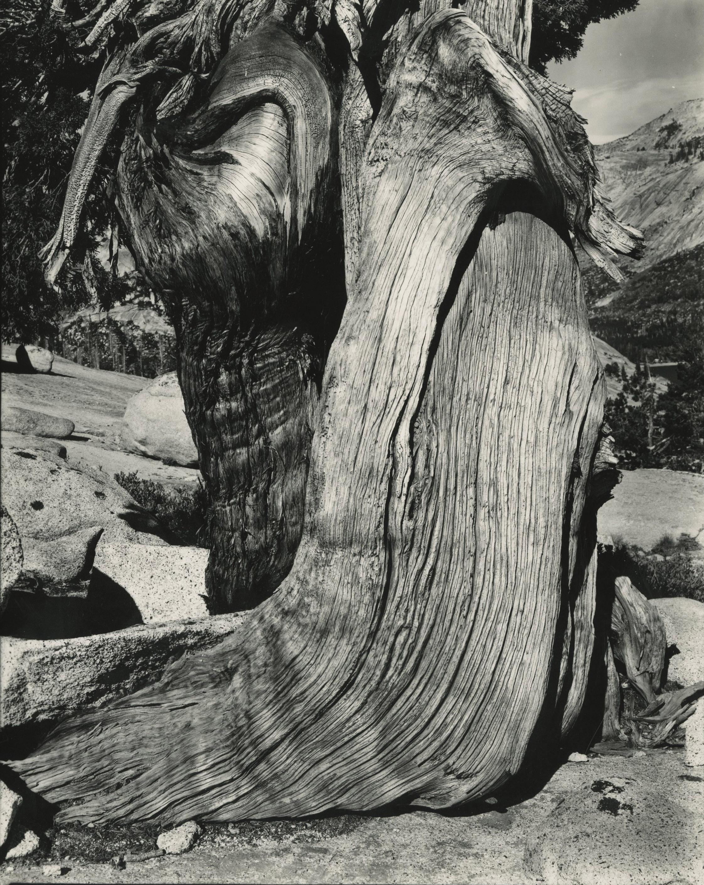 Why is Edward Weston so important in the world of photography?