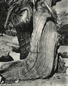 Juniper, Lake Tenaya