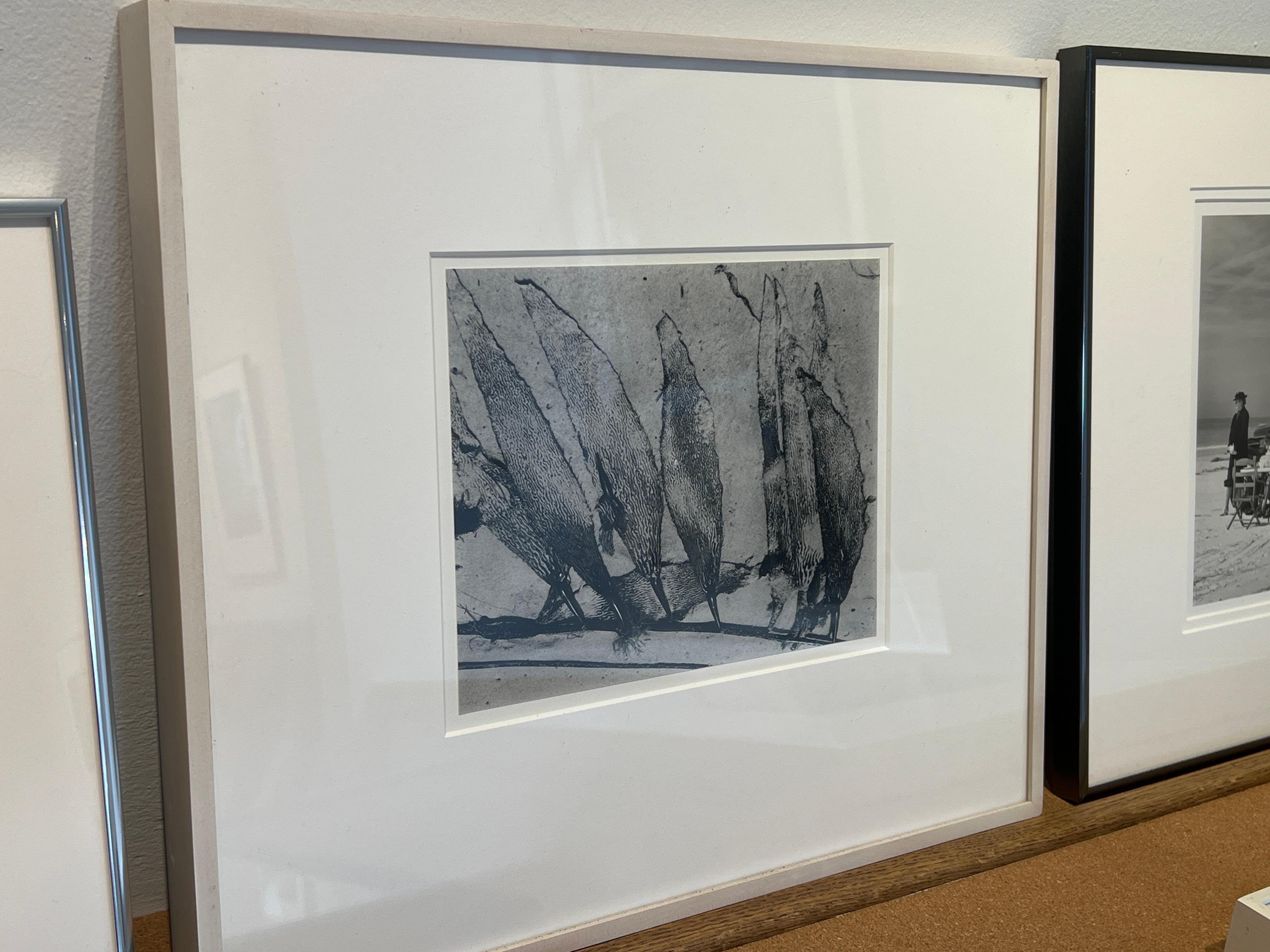 Edward Weston Still-Life Photograph - Kelp ~ 12K