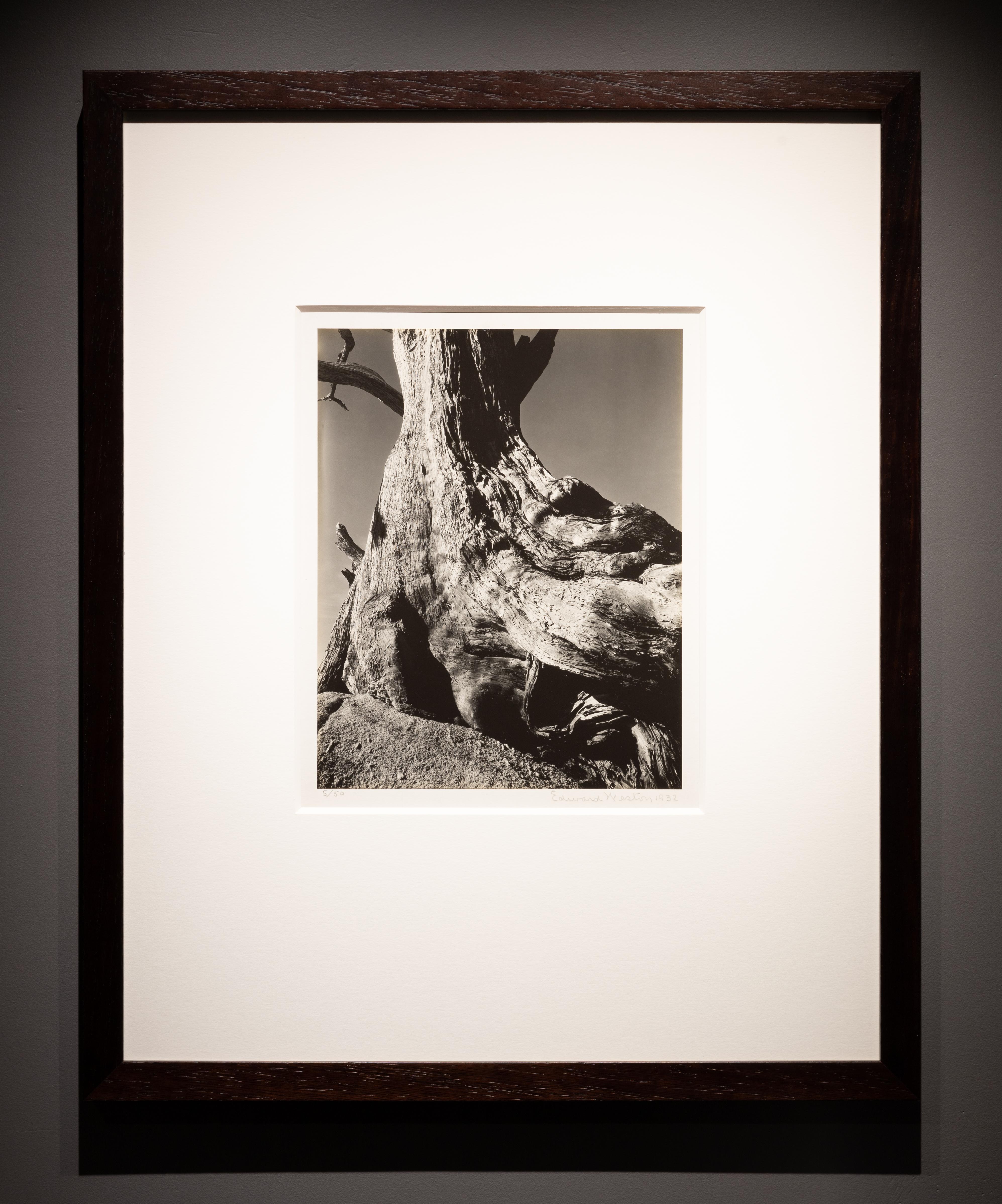 Monterey Cypress, Pebble Beach - Photograph by Edward Weston