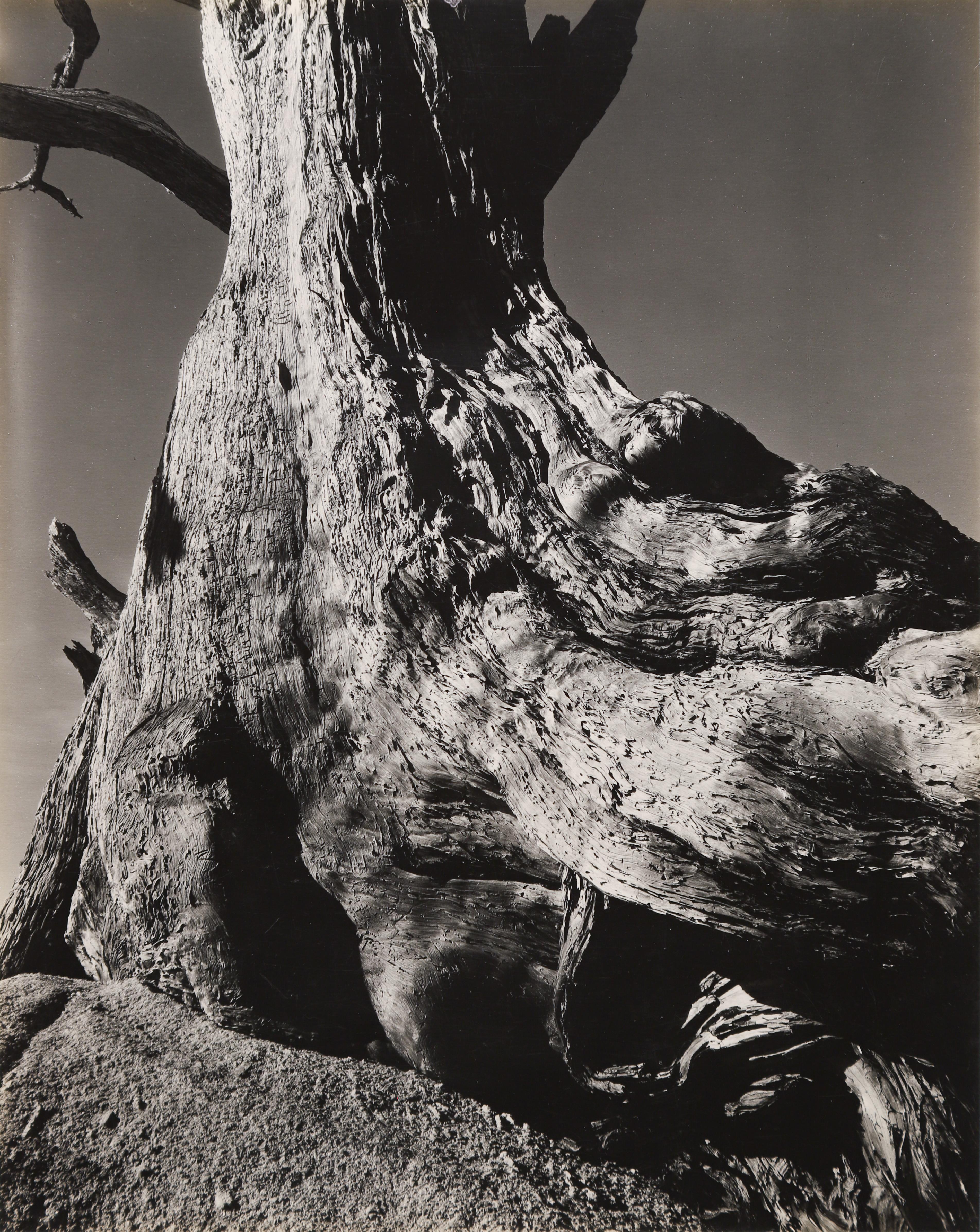 Edward Weston Landscape Photograph - Monterey Cypress, Pebble Beach