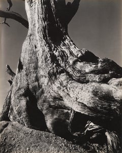 Monterey Cypress, Pebble Beach
