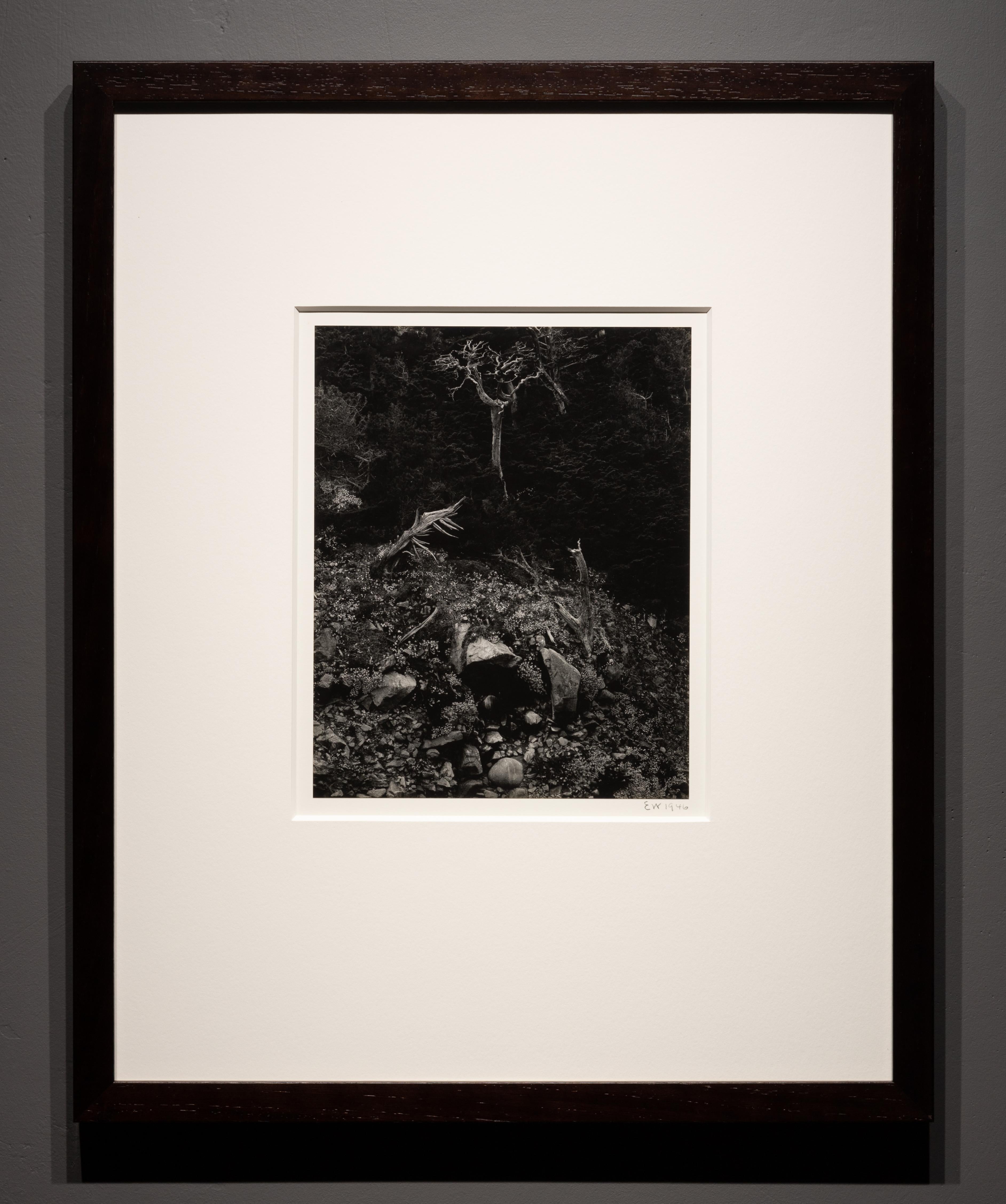 Cupola Nord, Point Lobos - Photograph di Edward Weston