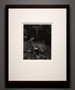 Cúpula Norte, Punta Lobos