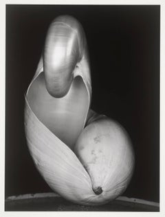 Two Shells, 1927 - Edward Weston (Photography)