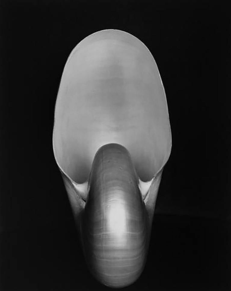 edward weston shell photography