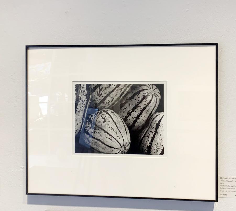 Striped Squash, 1932 - Photograph by Edward Weston