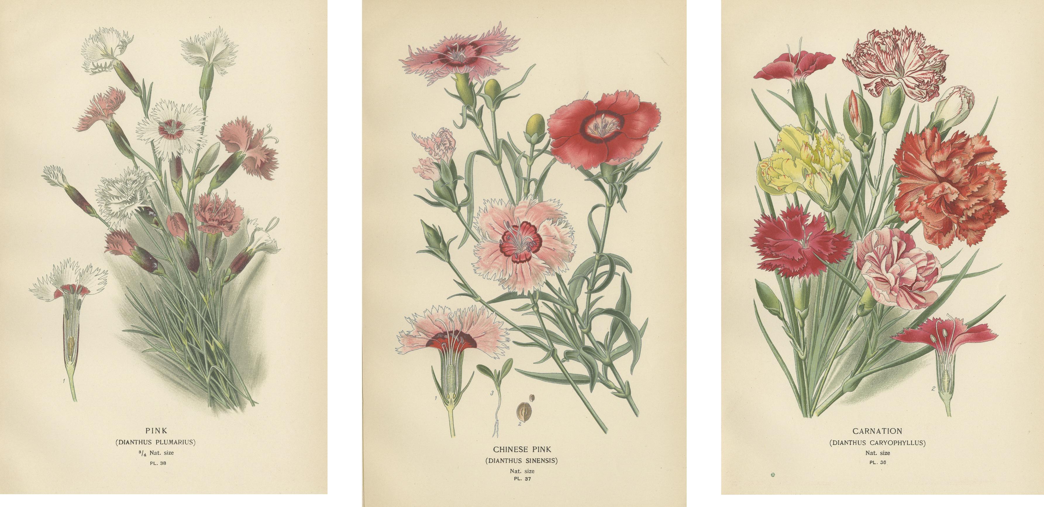 Paper Edwardian Blossoms: A Triptych of Garden Elegance, 1896 For Sale