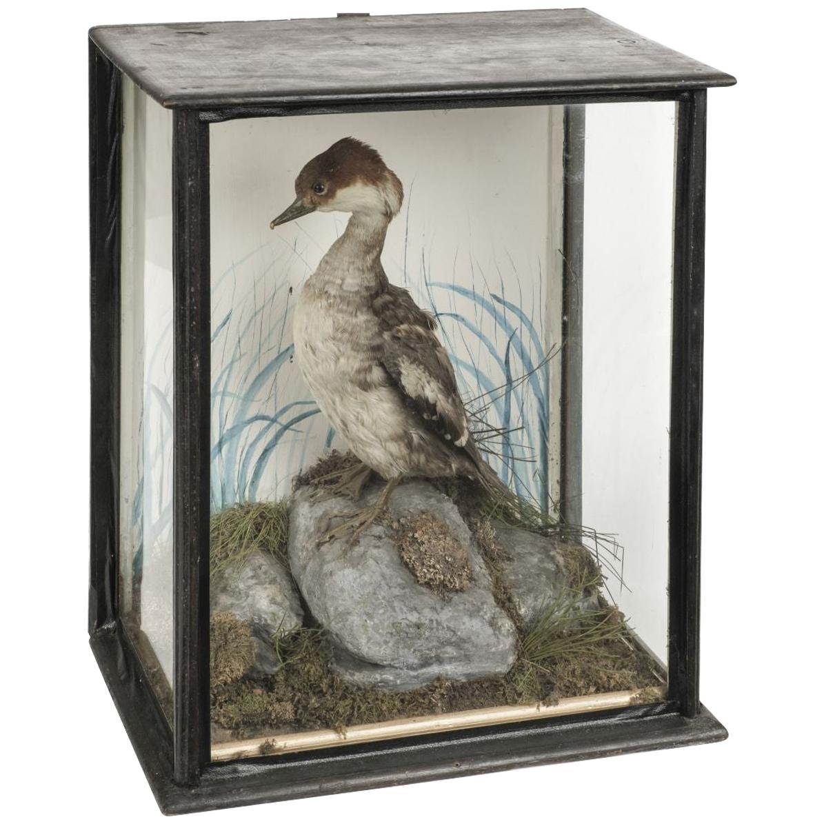 Edwardian Period Cased Taxidermy Waterfowl Bird, circa 1910