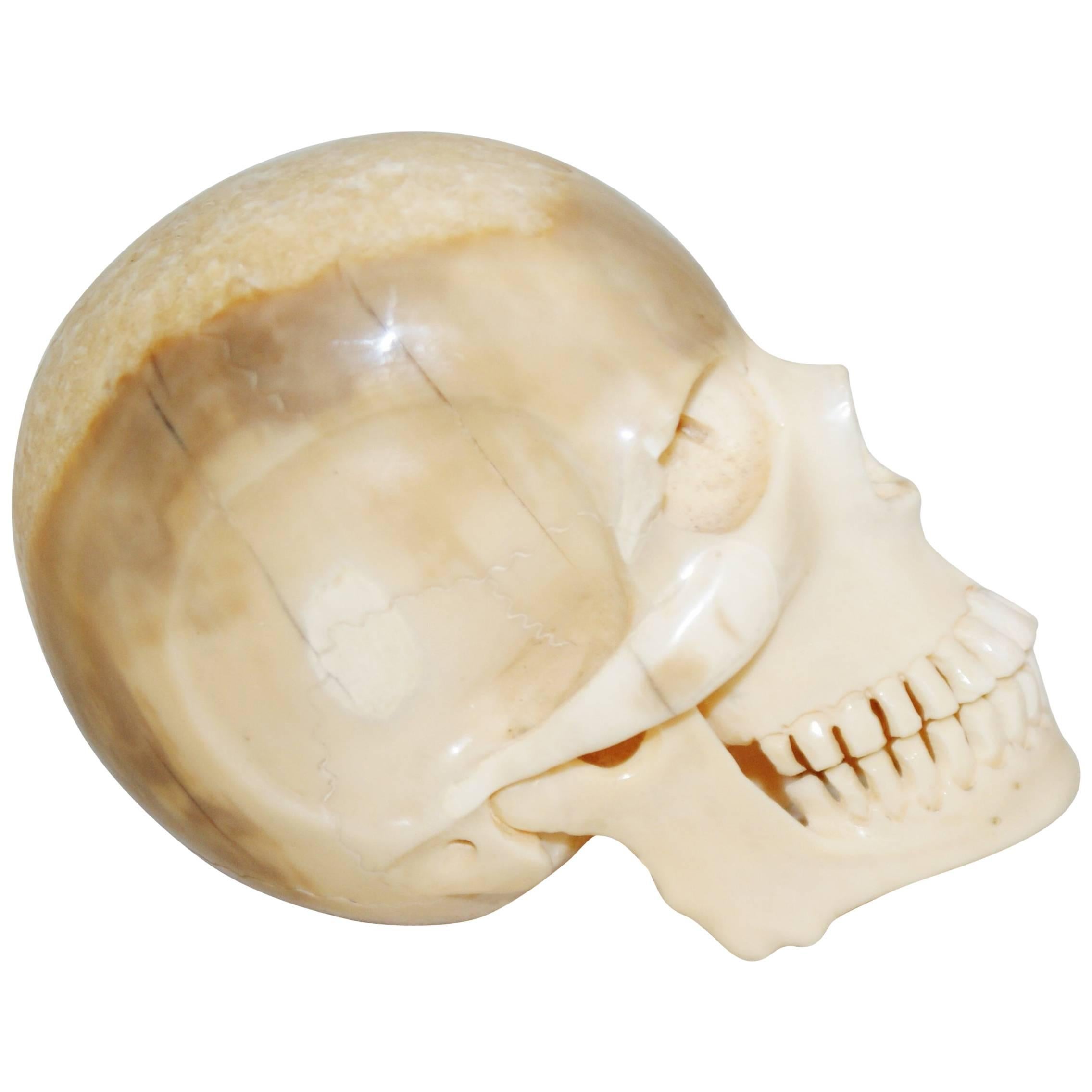 Edwardian Walrus Tusk Skull Walking Stick Handle For Sale