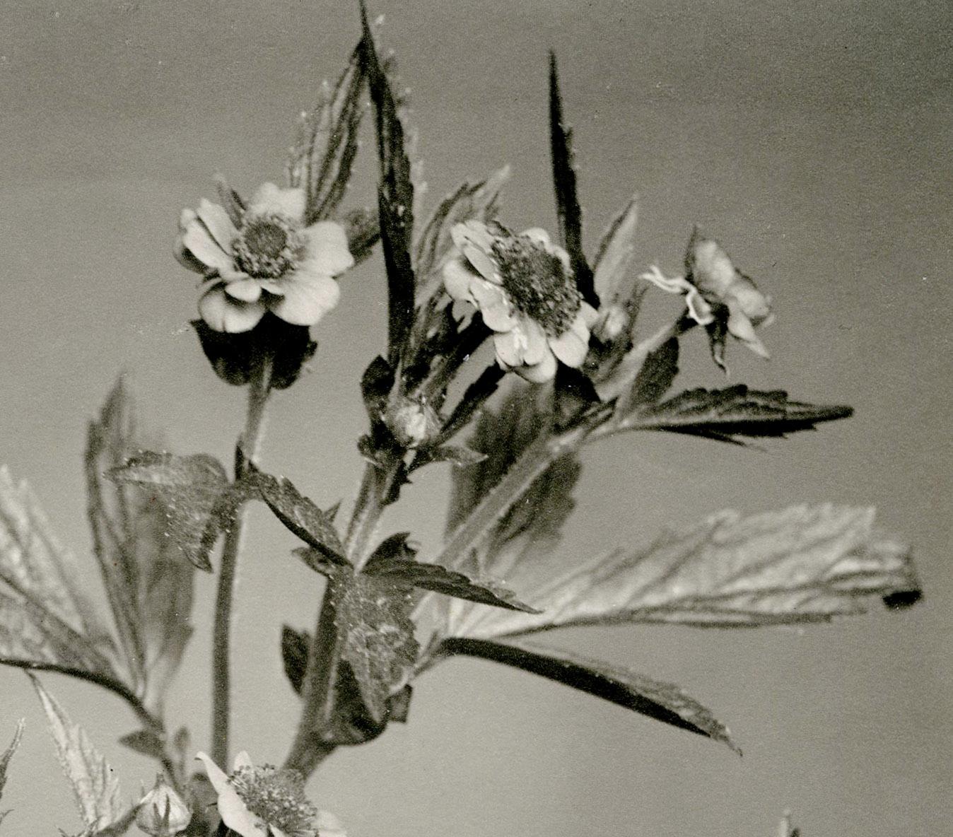 Nº 365 Avens Amarillas - Photograph de Edwin Hale Lincoln 