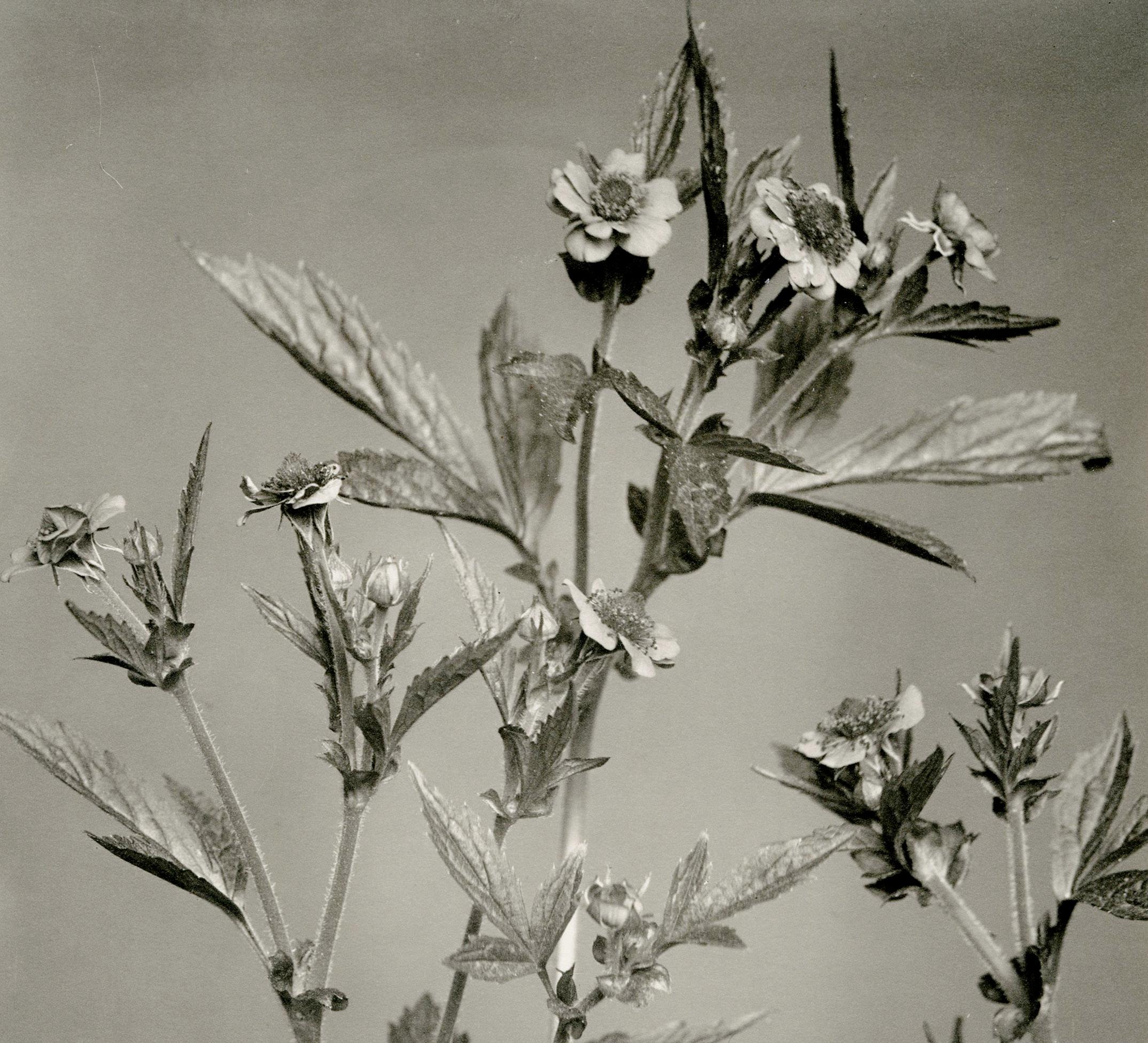 Nº 365 Avens Amarillas
De: Flores silvestres de Nueva Inglaterra, 1914, 6 volúmenes
           Tomo II, Placa 86
Impresión en platino, montada sobre soporte de presentación, 1914
Sin firmar, tal como se emitió
Estado: Excelente
Tamaño de la imagen: