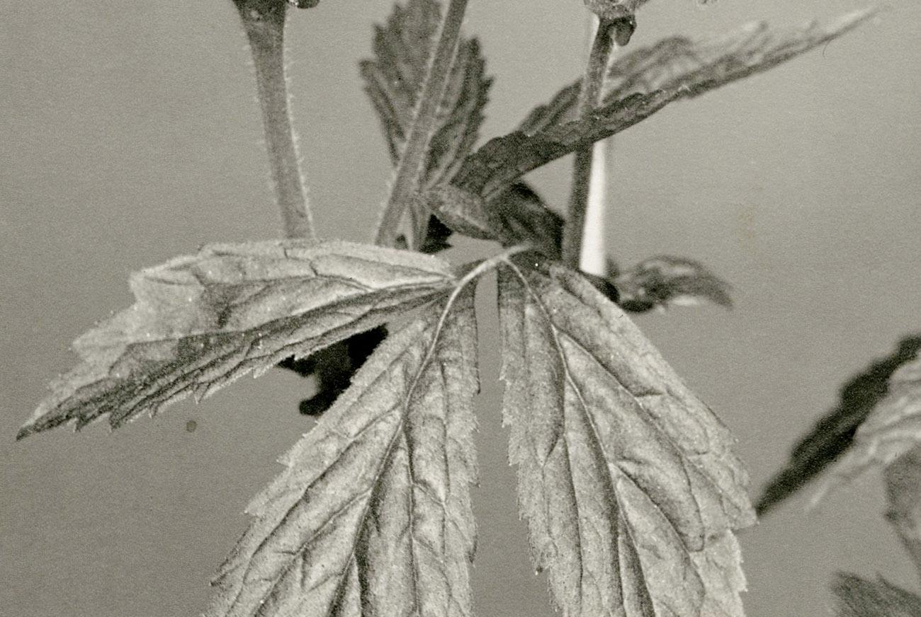Nº 365 Avens Amarillas 1