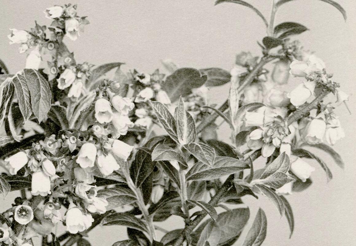 No. 372 Low Sweet Blueberry - Gray Still-Life Photograph by Edwin Hale Lincoln 