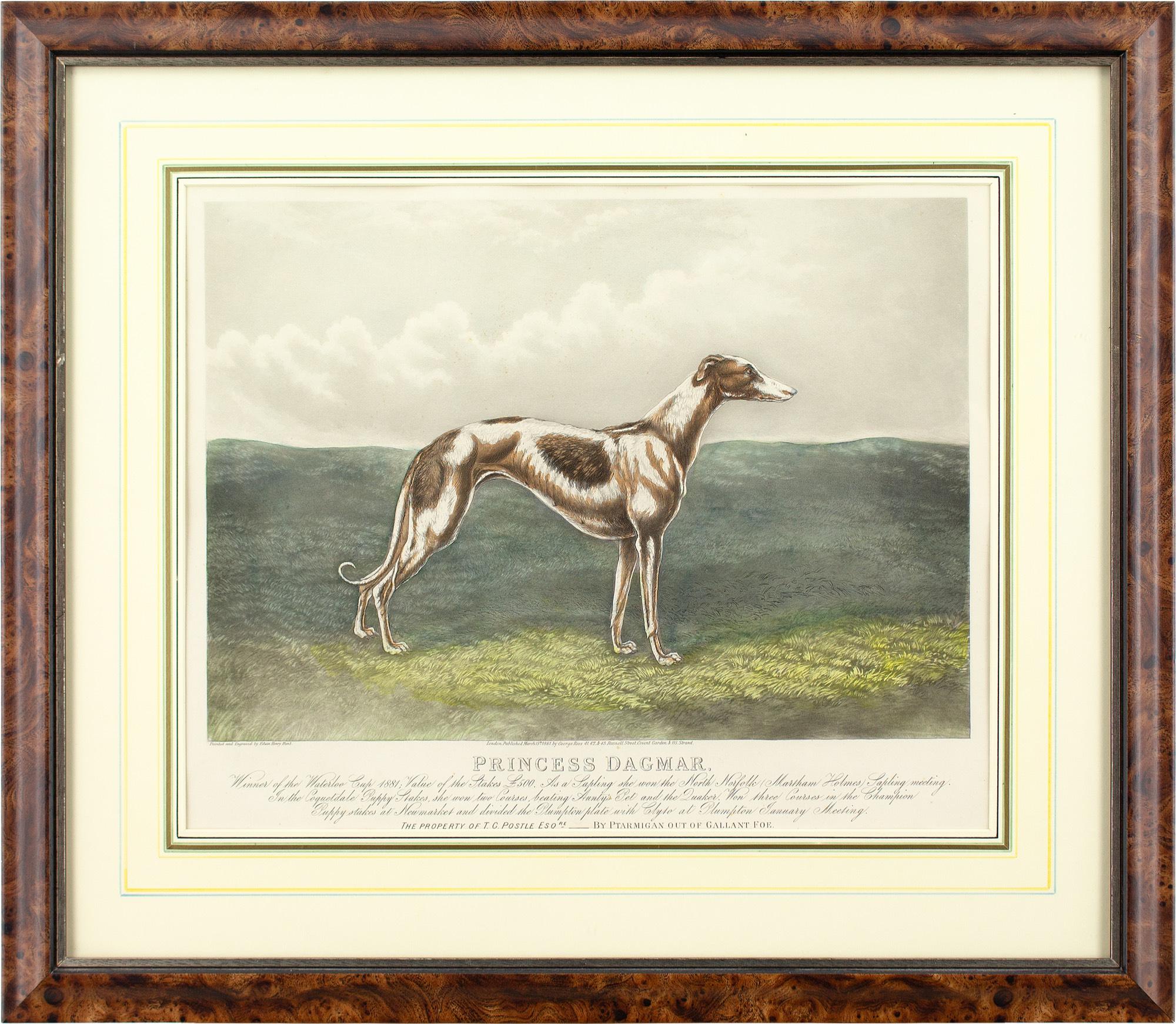 This late 19th-century hand-coloured engraving by British artist Edwin Henry Hunt (1840-1925) depicts the racing greyhound Princess Dagmar.

Victorians relished the exhilaration of greyhound racing and flocked to numerous events. Notable winners
