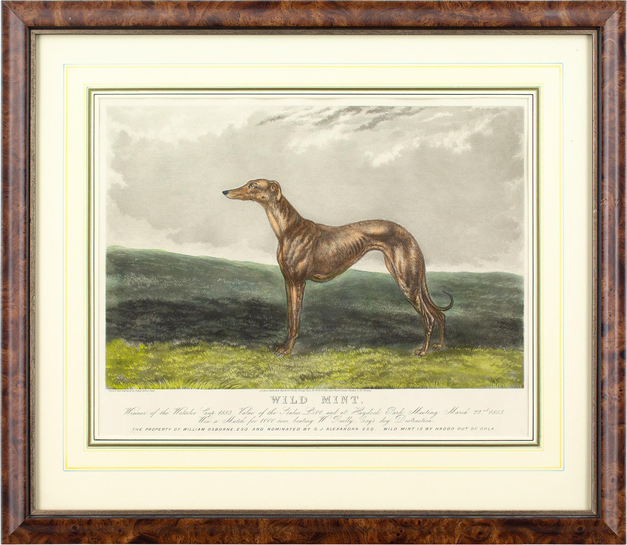 This late 19th-century hand-coloured engraving by British artist Edwin Henry Hunt (1840-1925) depicts the racing greyhound Wild Mint.

Victorians relished the exhilaration of greyhound racing and flocked to numerous events. Notable winners were