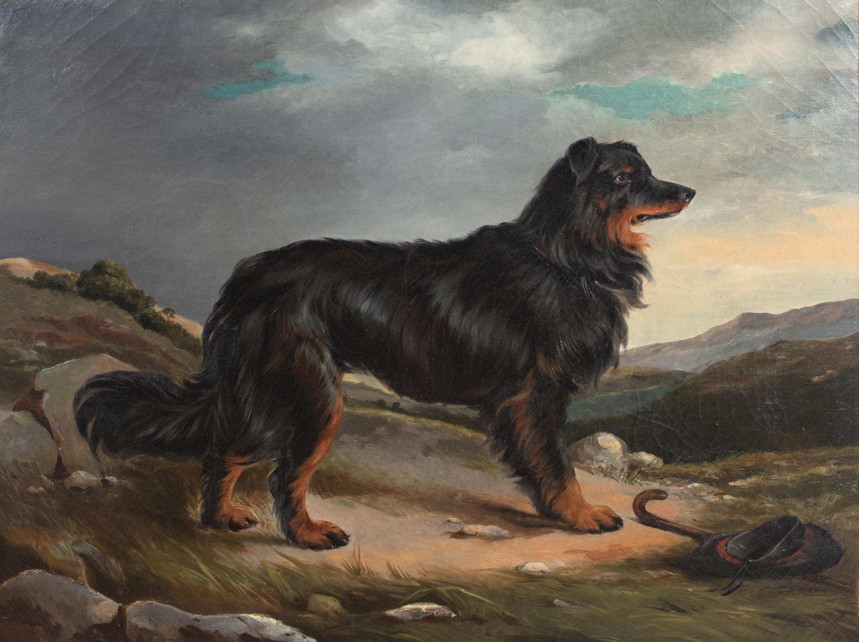 black and tan collie