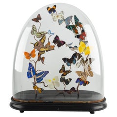Effervescence: 19th-Century Glass Dome with New Shimmering Butterflies