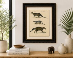 Egyptian Mongoose, Genet & Civet, Brodtmann Natural History Lithograph, 1816