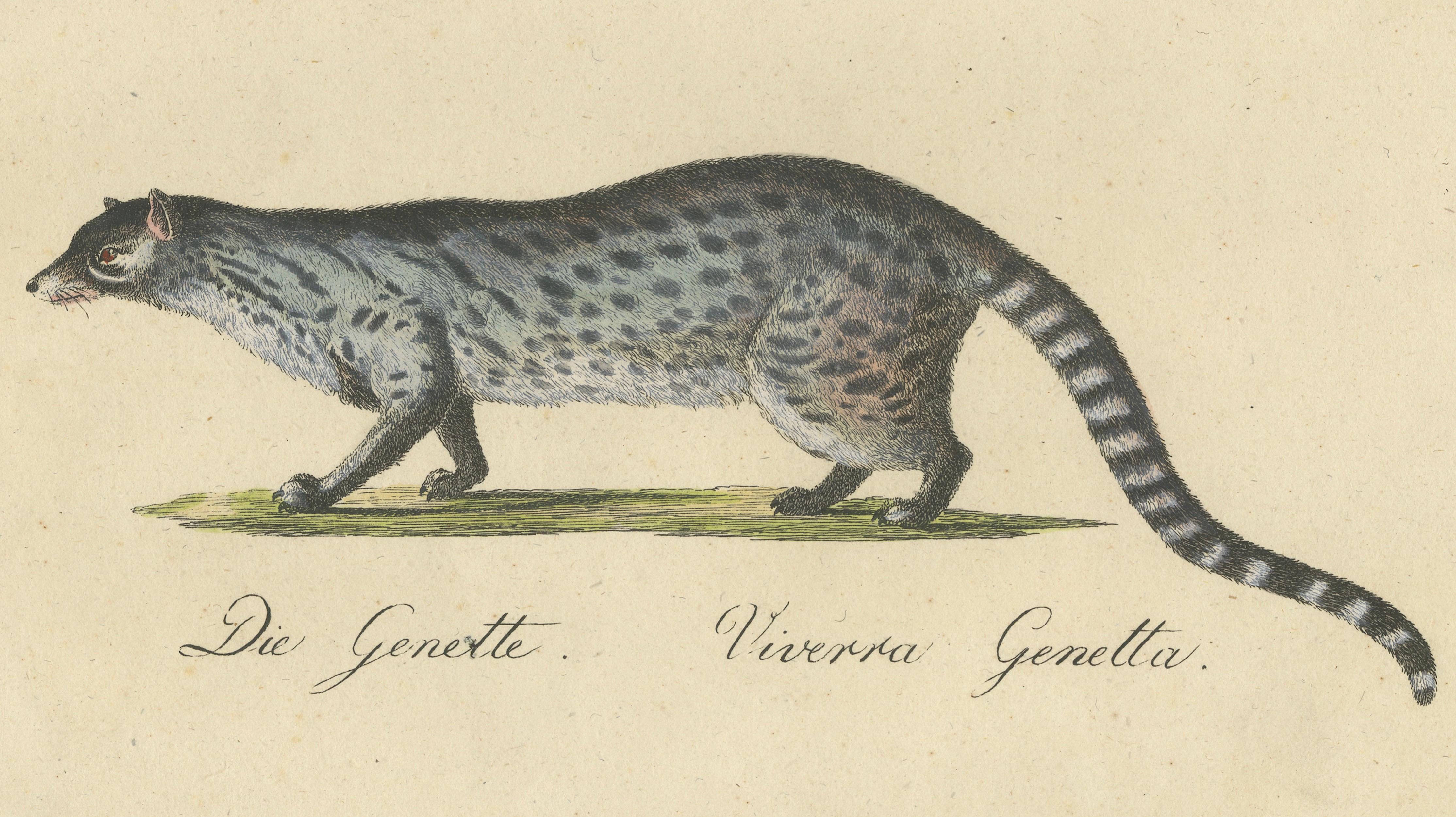 Egyptian Mongoose, Genet & Civet, Brodtmann Natural History Lithograph, 1816