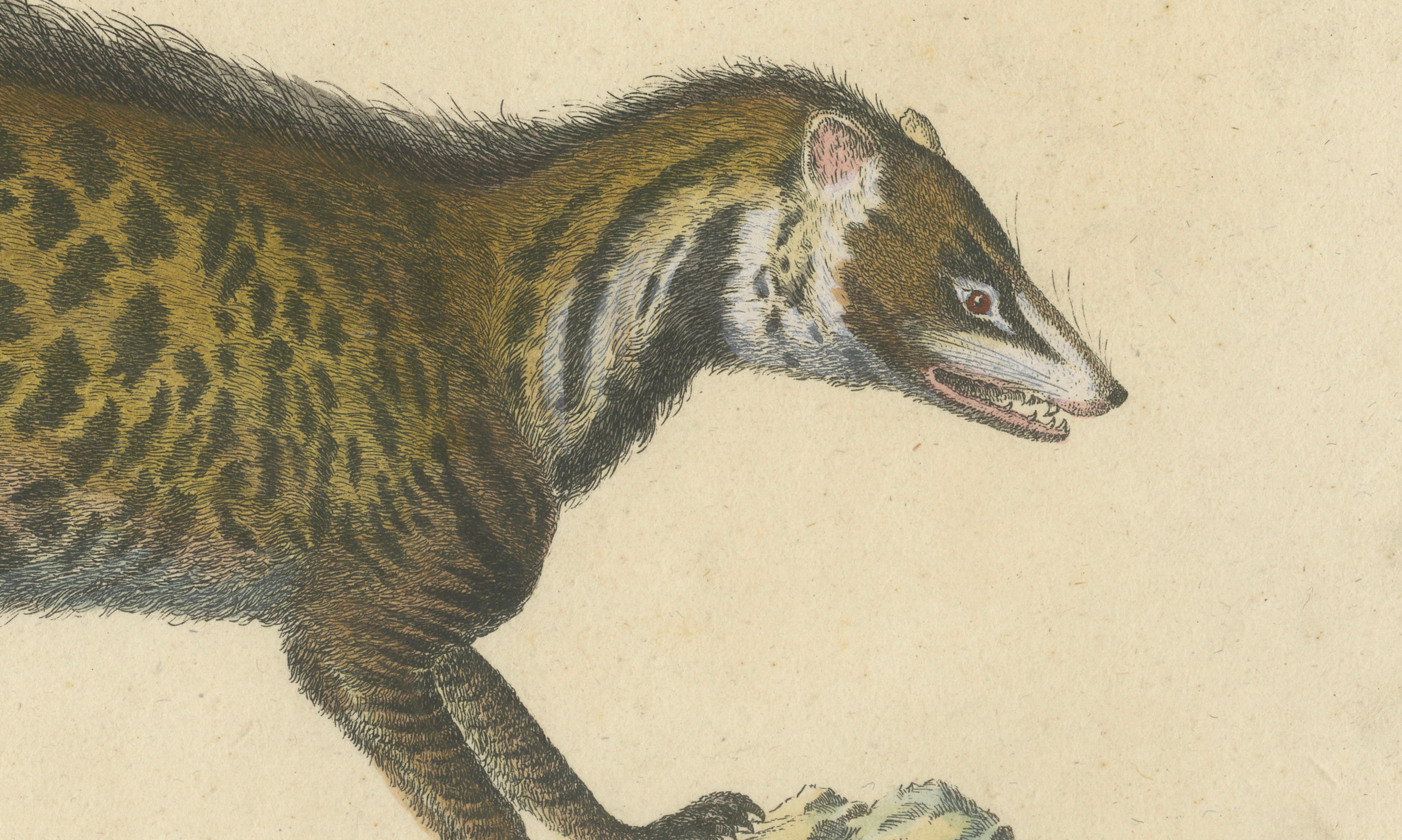 Egyptian Mongoose, Genet & Civet, Brodtmann Natural History Lithograph, 1816