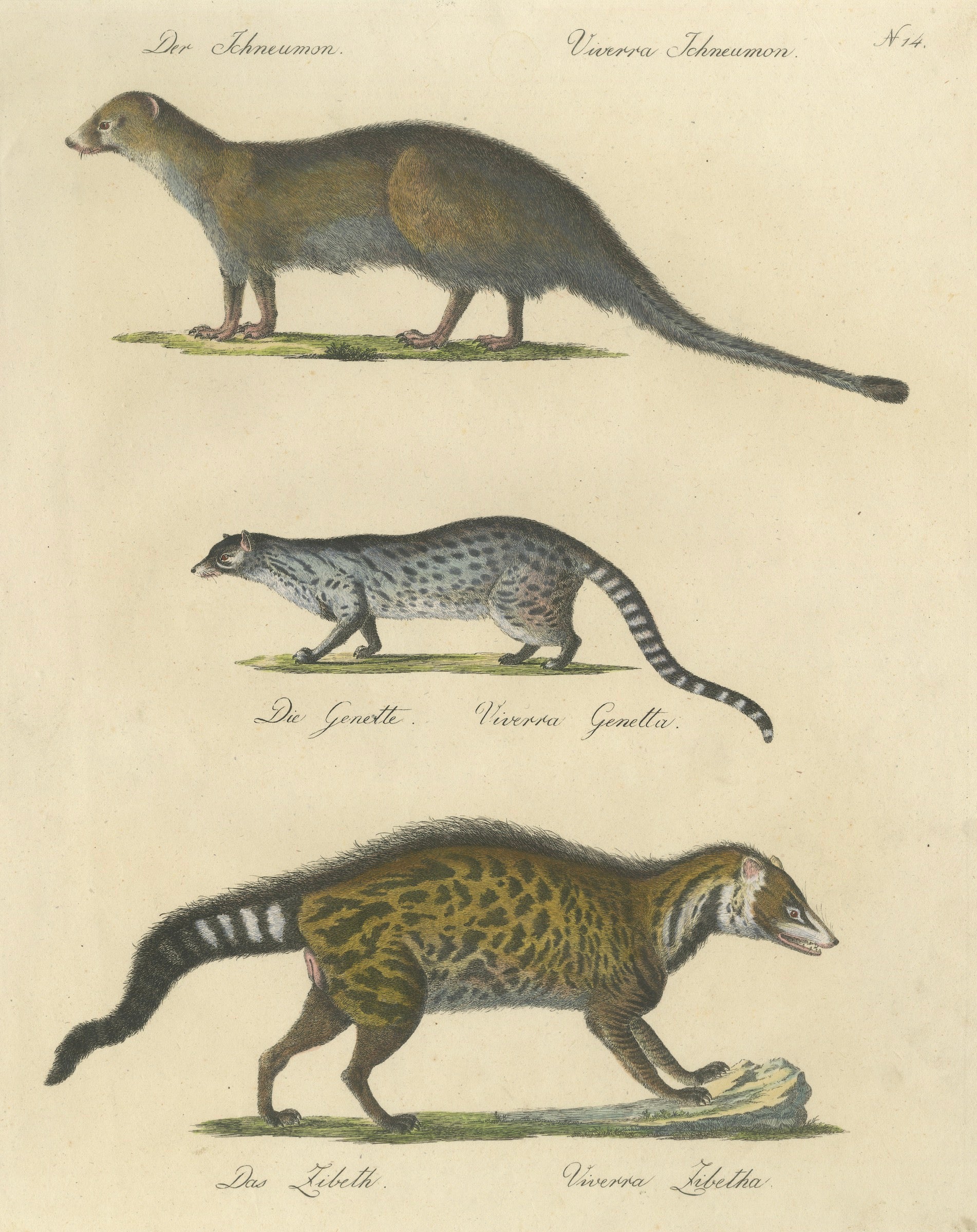 Egyptian Mongoose, Genet & Civet, Brodtmann Natural History Lithograph, 1816