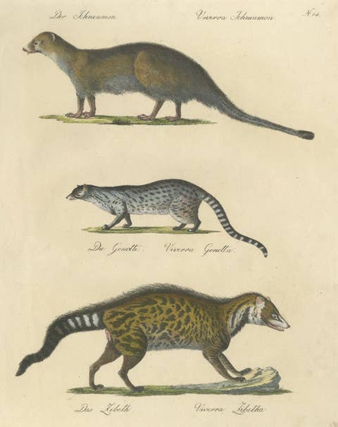 Egyptian Mongoose, Genet & Civet, Brodtmann Natural History Lithograph, 1816