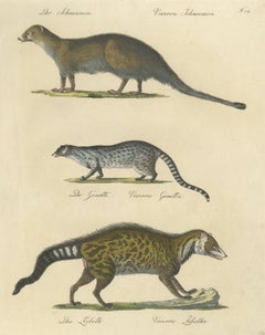 Egyptian Mongoose, Genet & Civet, Brodtmann Natural History Lithograph, 1816