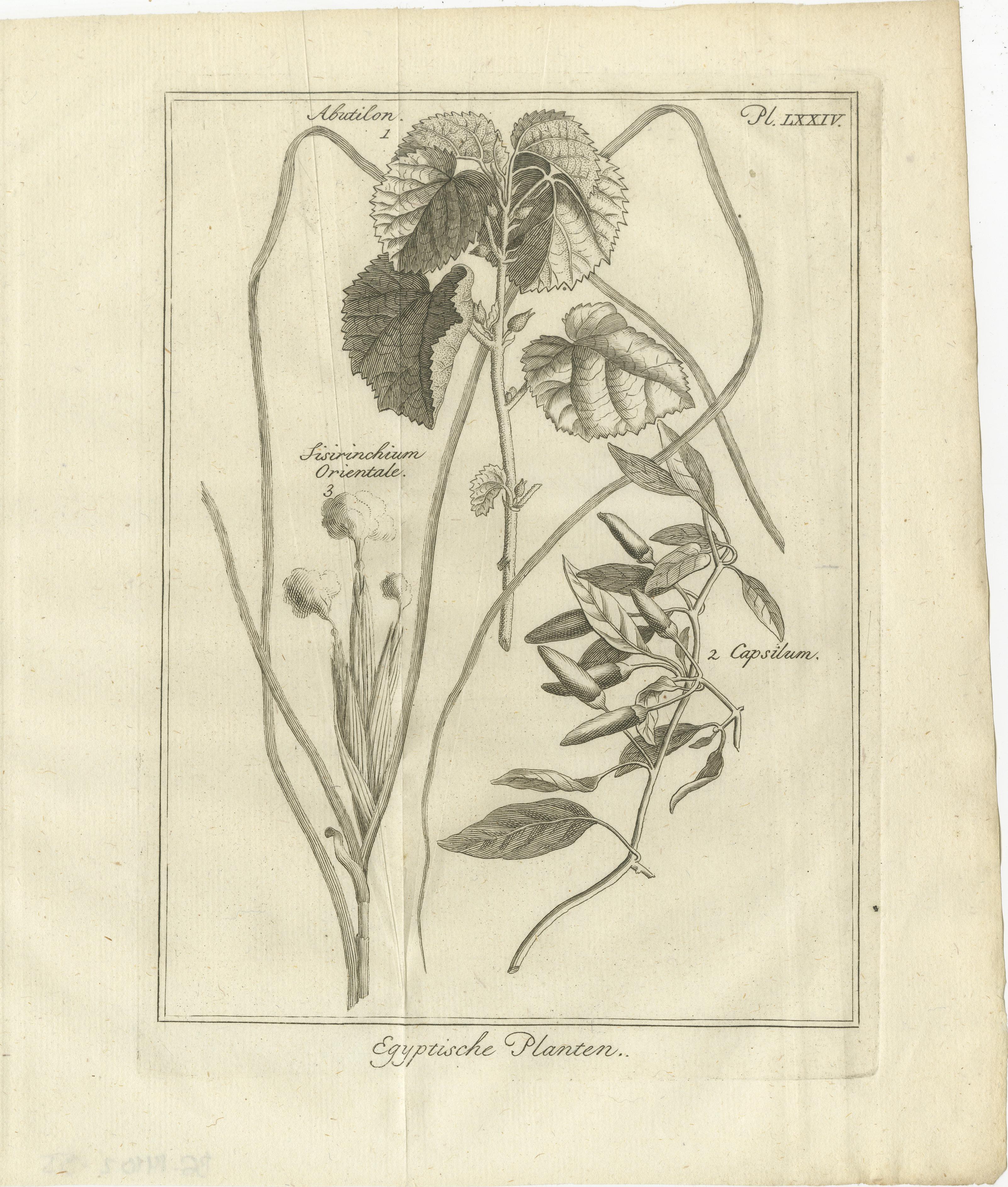 Plantes égyptiennes - Études botaniques de la flore d'Égypte, C.I.C.

Cet ensemble de trois gravures anciennes présente un riche panorama botanique des plantes originaires d'Égypte, rendu avec un niveau de détail et de précision scientifique