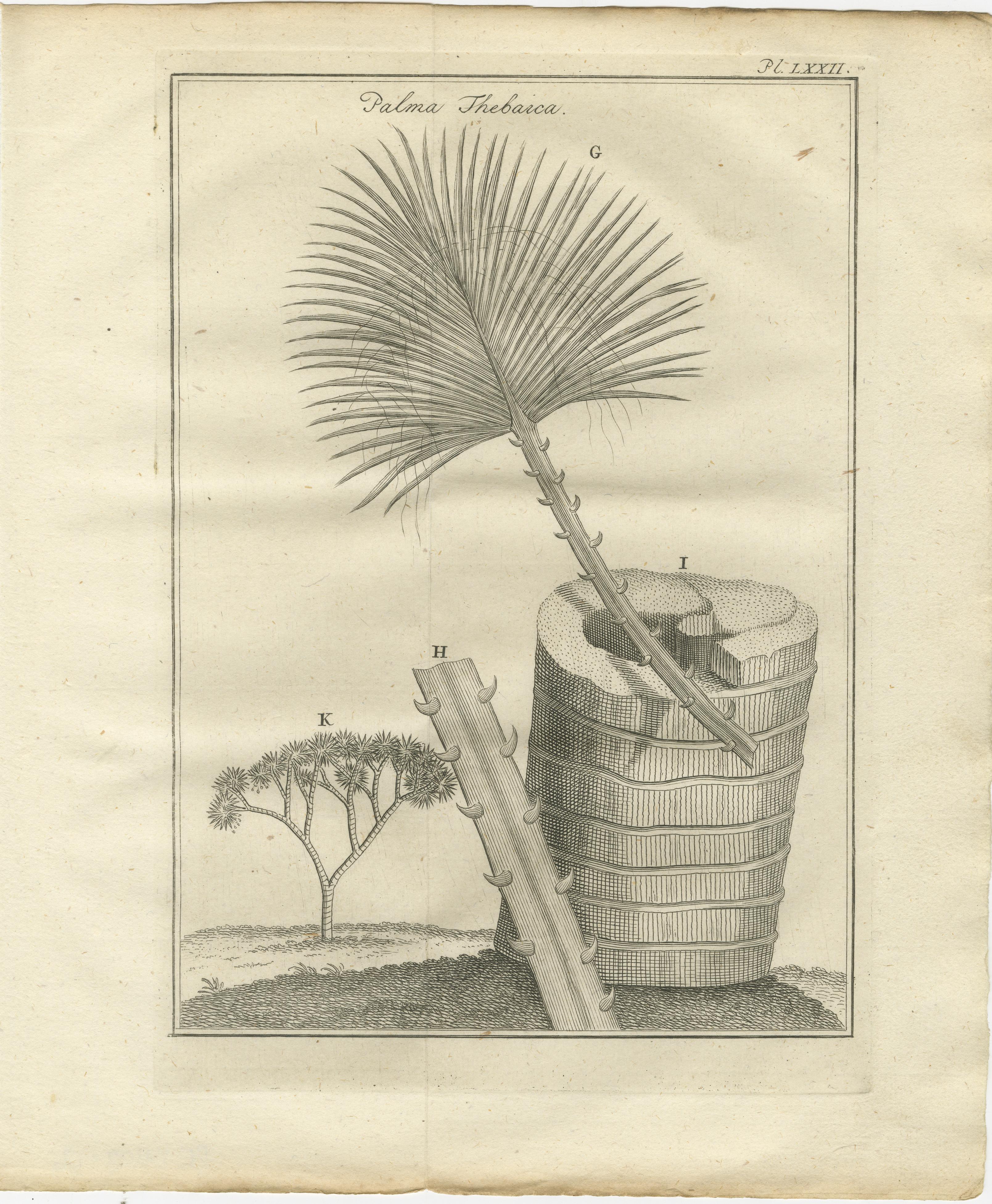 Néerlandais Plantes égyptiennes - Études botaniques de la flore d'Égypte, C.I.C. en vente